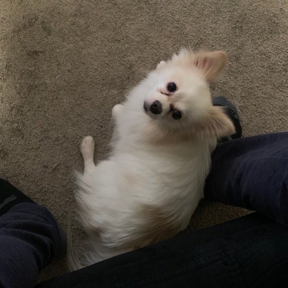 Meet your Posher, Cleveland - Picture 1 of 1